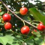 Zure kersenboom 'Morel' hoogstam (zelfbestuivend)